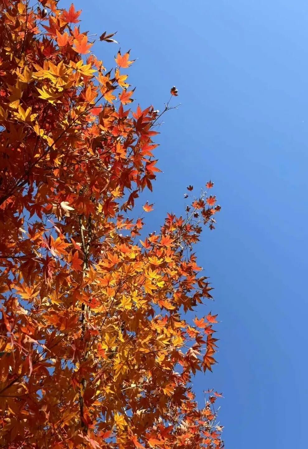 投票！绿都搞“联名”，你最稀罕谁？